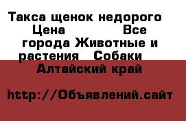 Такса щенок недорого › Цена ­ 15 000 - Все города Животные и растения » Собаки   . Алтайский край